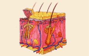 Dermatologie
